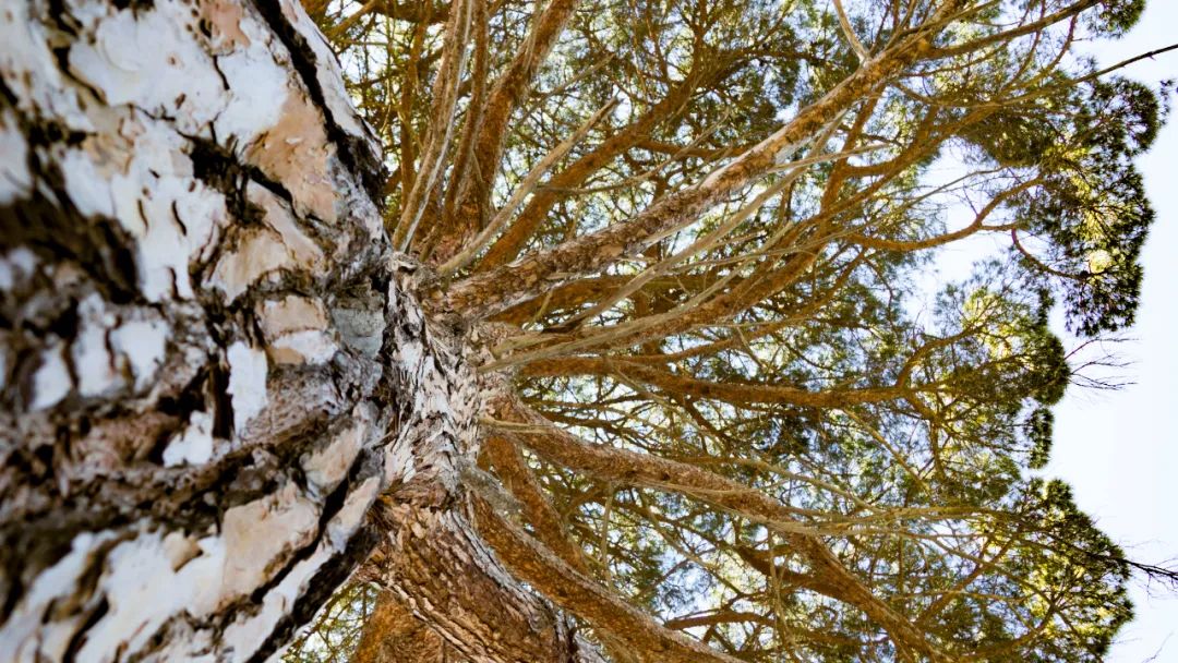 运势|2023年，运势红火，喜悦丰收，逍遥自在，成为人生赢家的3个生肖