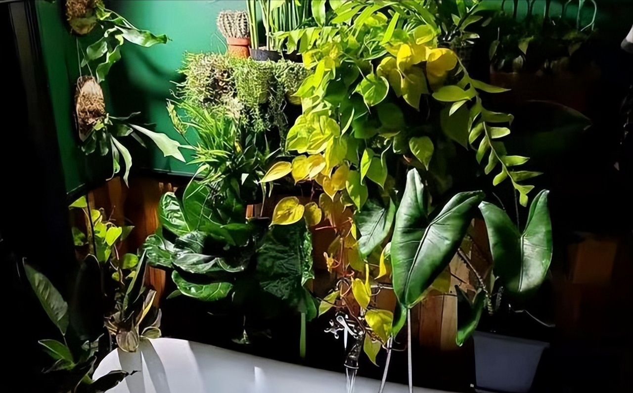 这“五种花”适合养在卫生间,吸潮气除异味,厕所秒变“绿植园”