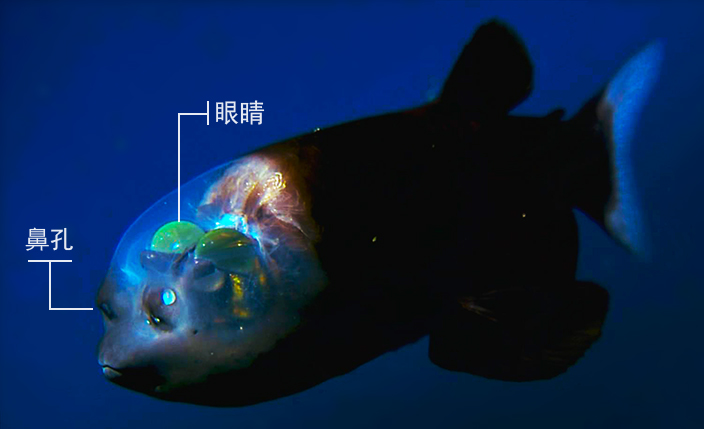 长得像“外星人”的管眼鱼，你能找到它的鼻孔在哪里吗？