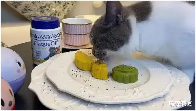 中国宠物食品的未来赛道