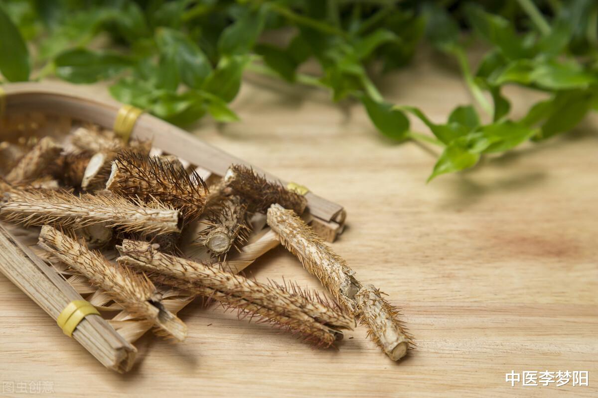 睡眠|体弱多病？送你一味刺五加，上可养心、中可健脾、下可益肾。