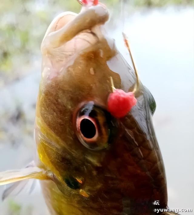 饵料|寒风萧萧鱼口好，猫非造反来凑热闹！！