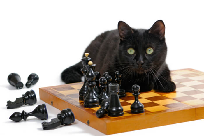 猫究竟有多聪明?科研究给你答案