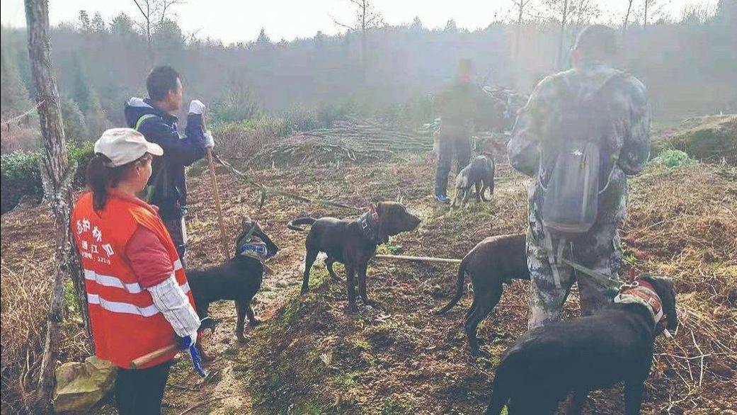 真靠谱？陕西渭南鼓励“民众自发捕杀野猪”，捕杀一头奖励2500元