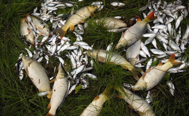 饵料|夏季钓鱼想要连竿上鱼,牢记这三点,让你满载而归钓有所获