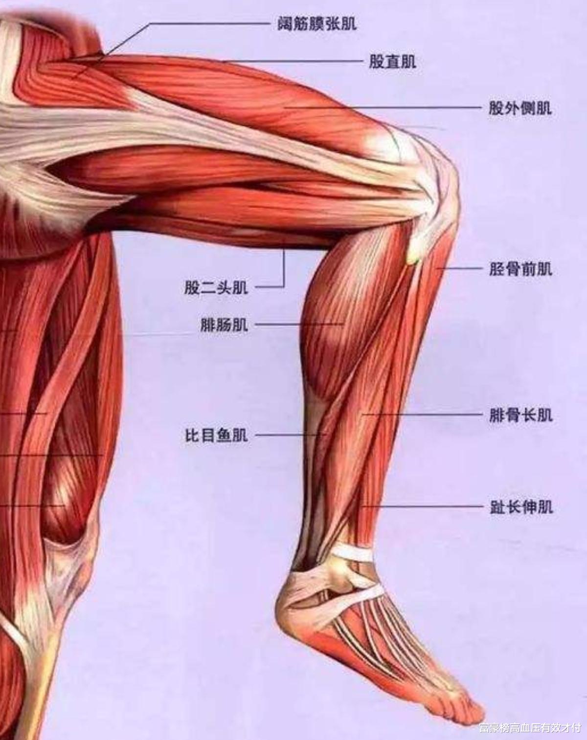 男足|继“白切鸡”后，球迷晒惊人健腿媲美施瓦辛格，男足“嫩腿”遭非议，女球迷围观