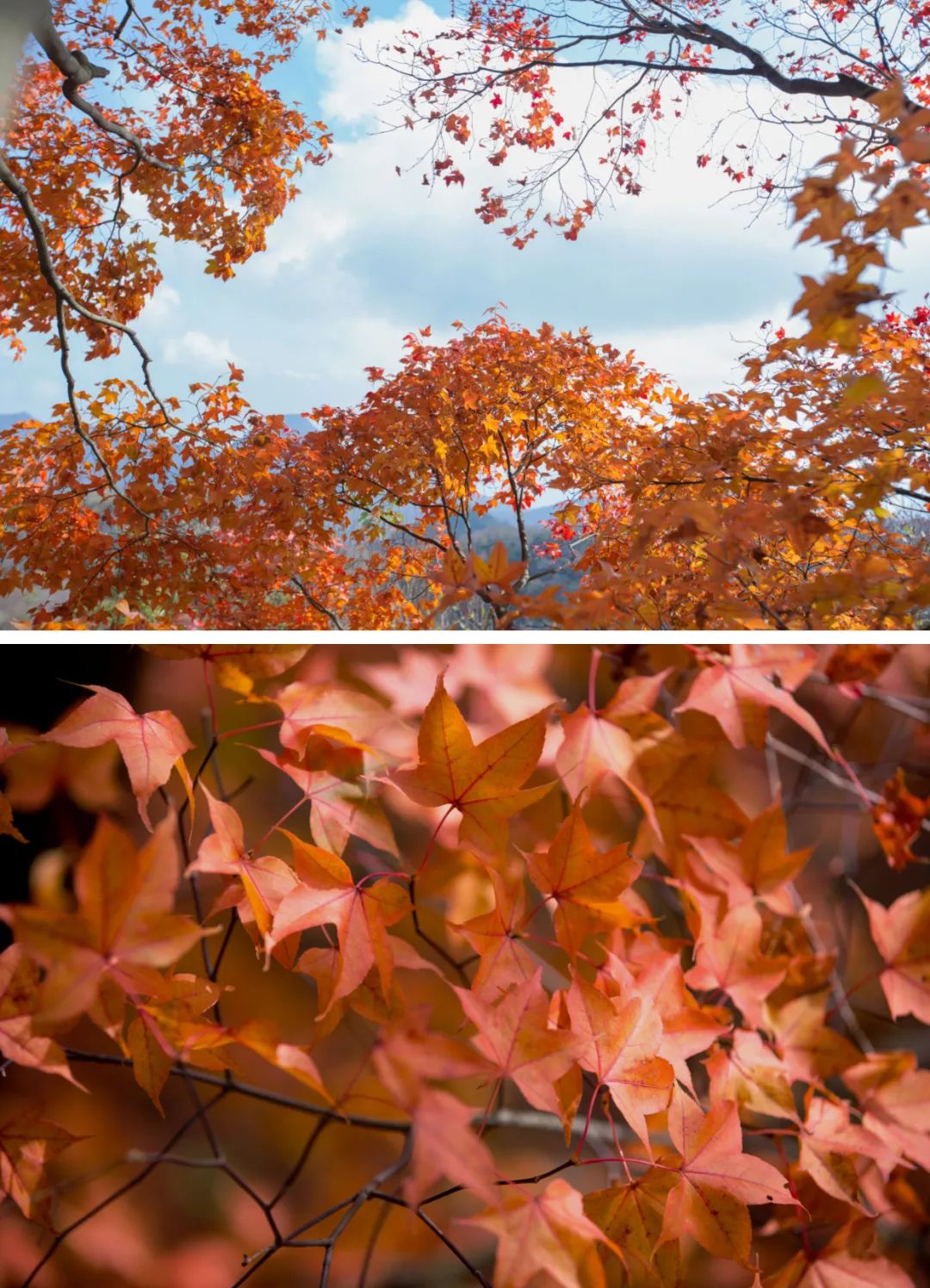 南充|独家整理！九皇山醉美秋色打卡地图收藏起来