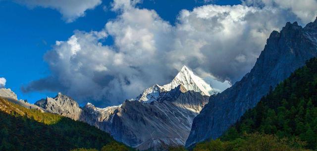 “消失”110 多年！四川再现极度濒危物种尖齿卫矛，暗示了什么？