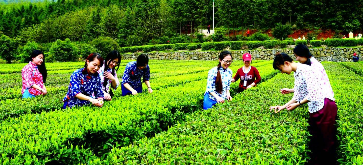 云台山|国庆去哪玩?来安化云台山风景区体验秋季采茶的乐趣