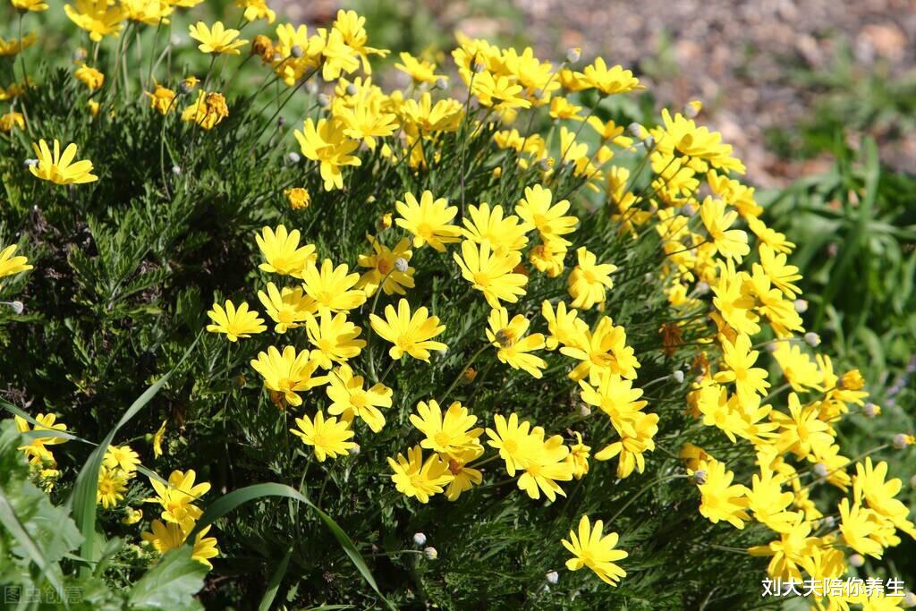 养生|白开水里泡点“它”,补气血、健脾胃、清热解毒,让你安稳度夏!