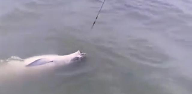 水库|男子盘黑坑收获“米级鱼王”，重达100多斤，仨人合力才将其抬走