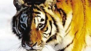 新疆也有虎和豹，一个已灭绝，一个快要灭绝！