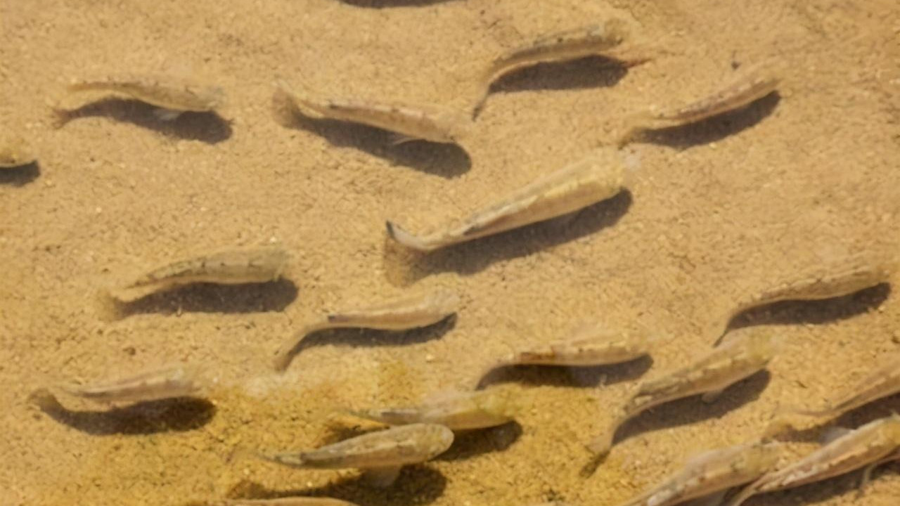 沙漠鱼：与世隔绝了5万年，不吃不喝也能存活，全球仅剩38条