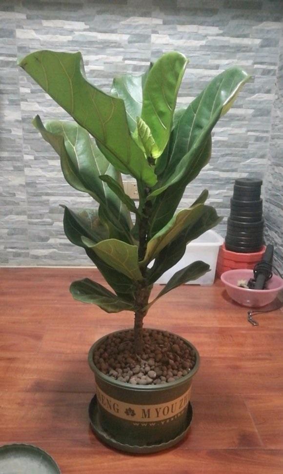 新房子装修完了，客厅摆盆琴叶榕，比发财树好养，叶子不发黄