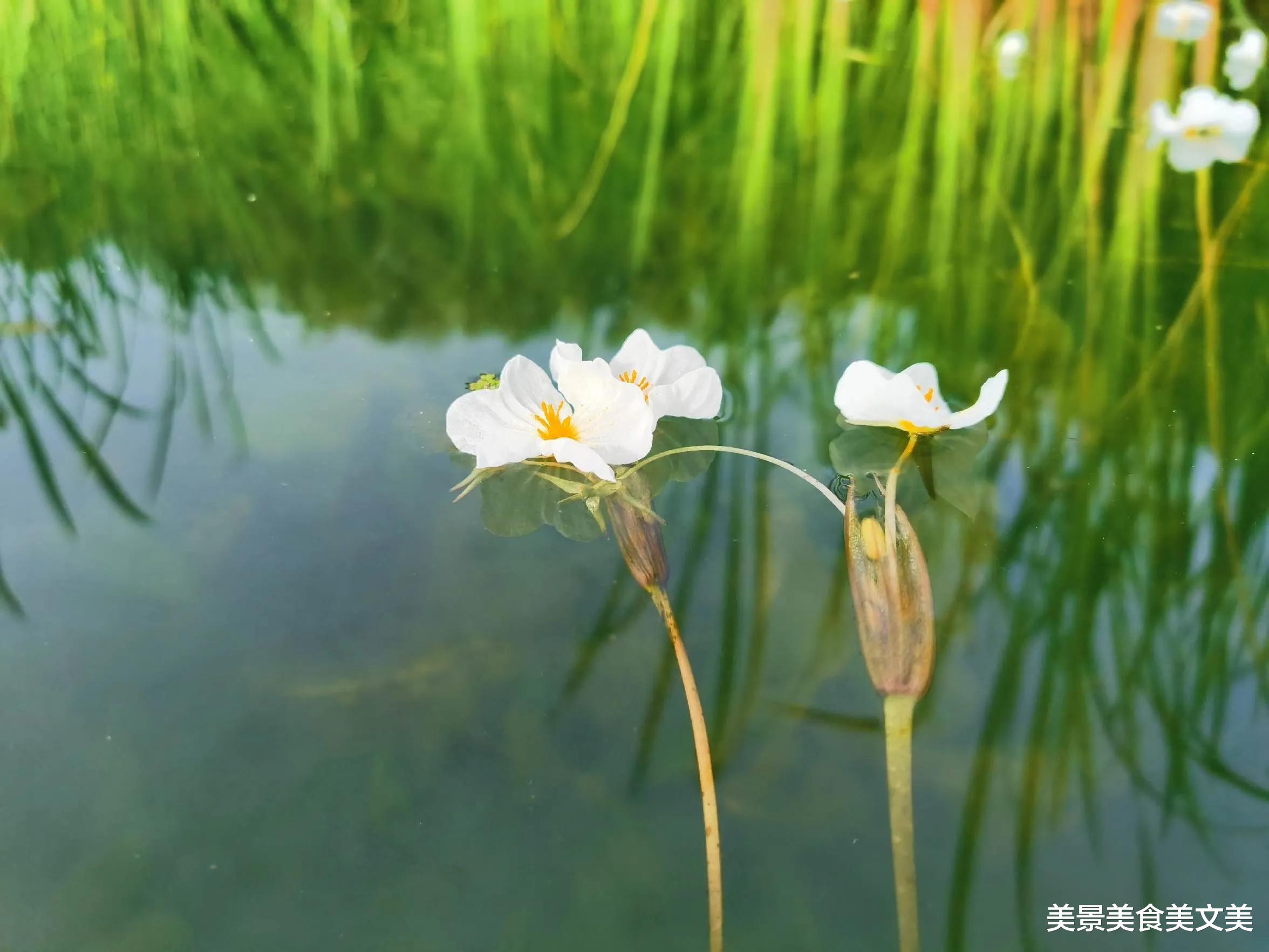 美丽|六月的“水性杨花”，水美，花美，美！美！美！