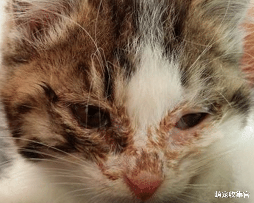 幼猫杀手猫鼻支太可怕，做好这四点，有效减少猫得猫鼻支的概率
