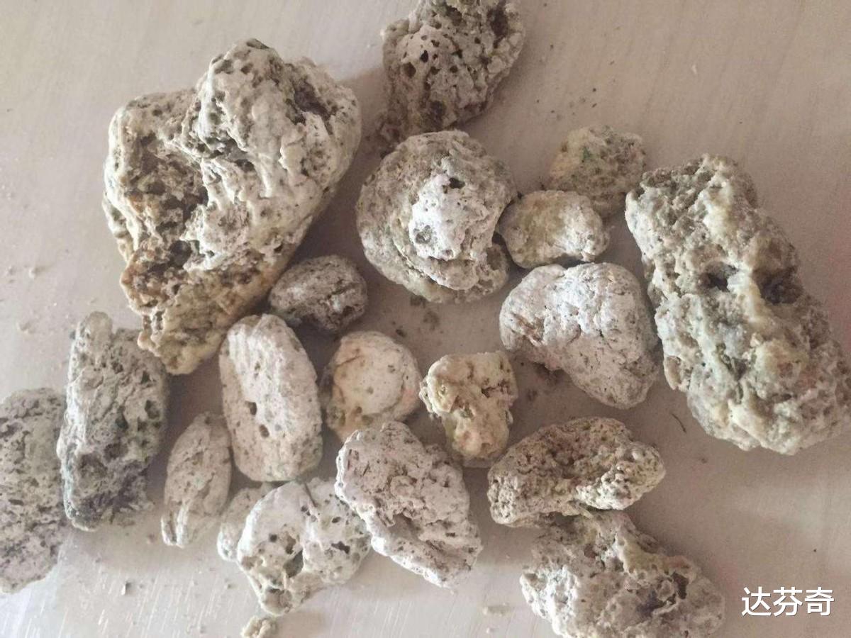 盘点世界上的天价分泌物,明明是动物的粪便,却异常的好闻?