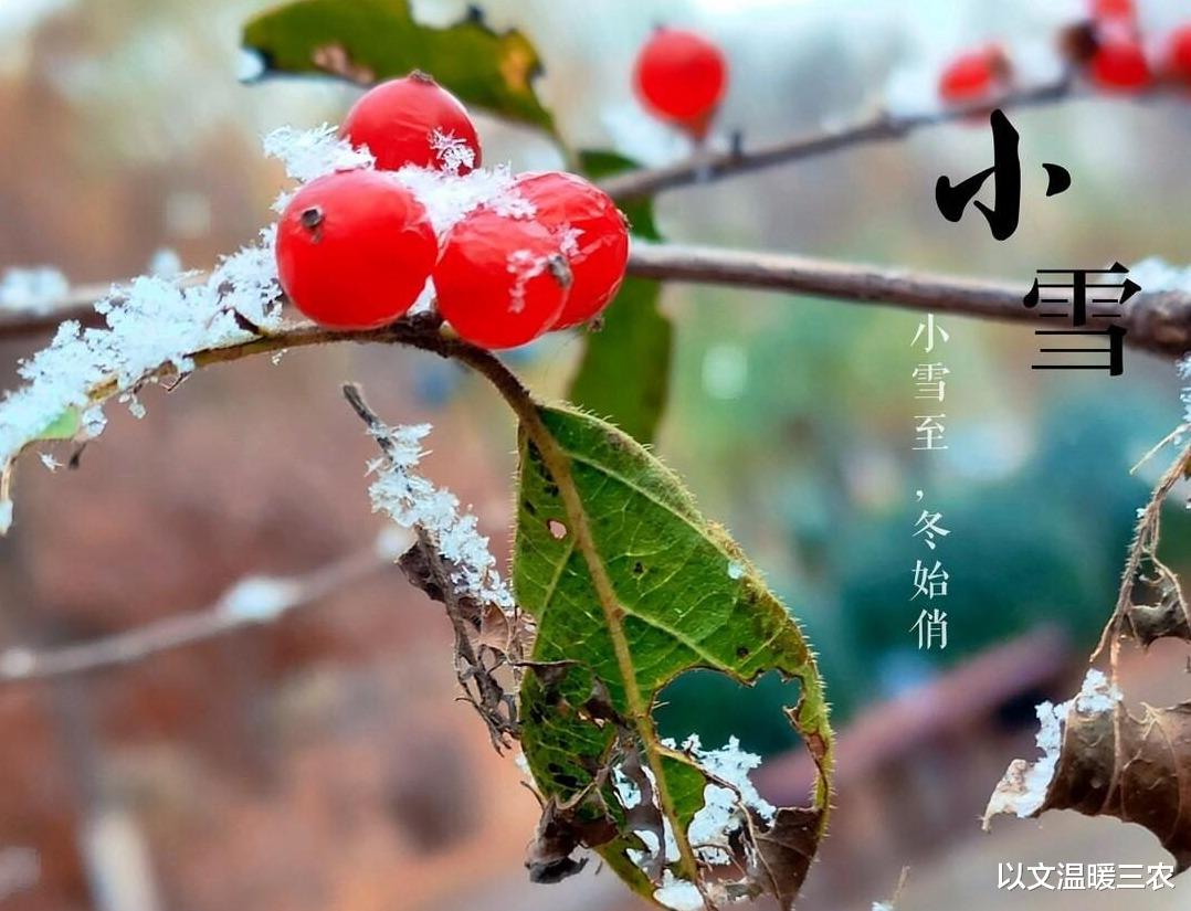 农村老话“小雪无雪大雪补,大雪无雪农民苦”,要怎么理解呢?