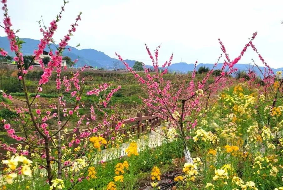太行山|重庆这条乡野自驾路线，承包了初春一半的美景