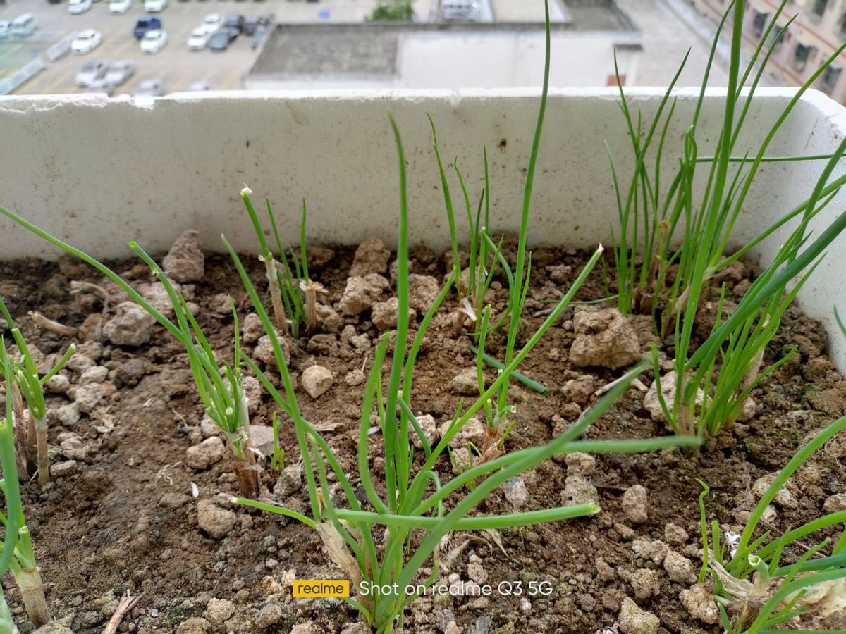 一加科技|realme真我Q3测评：骁龙750G+120Hz屏