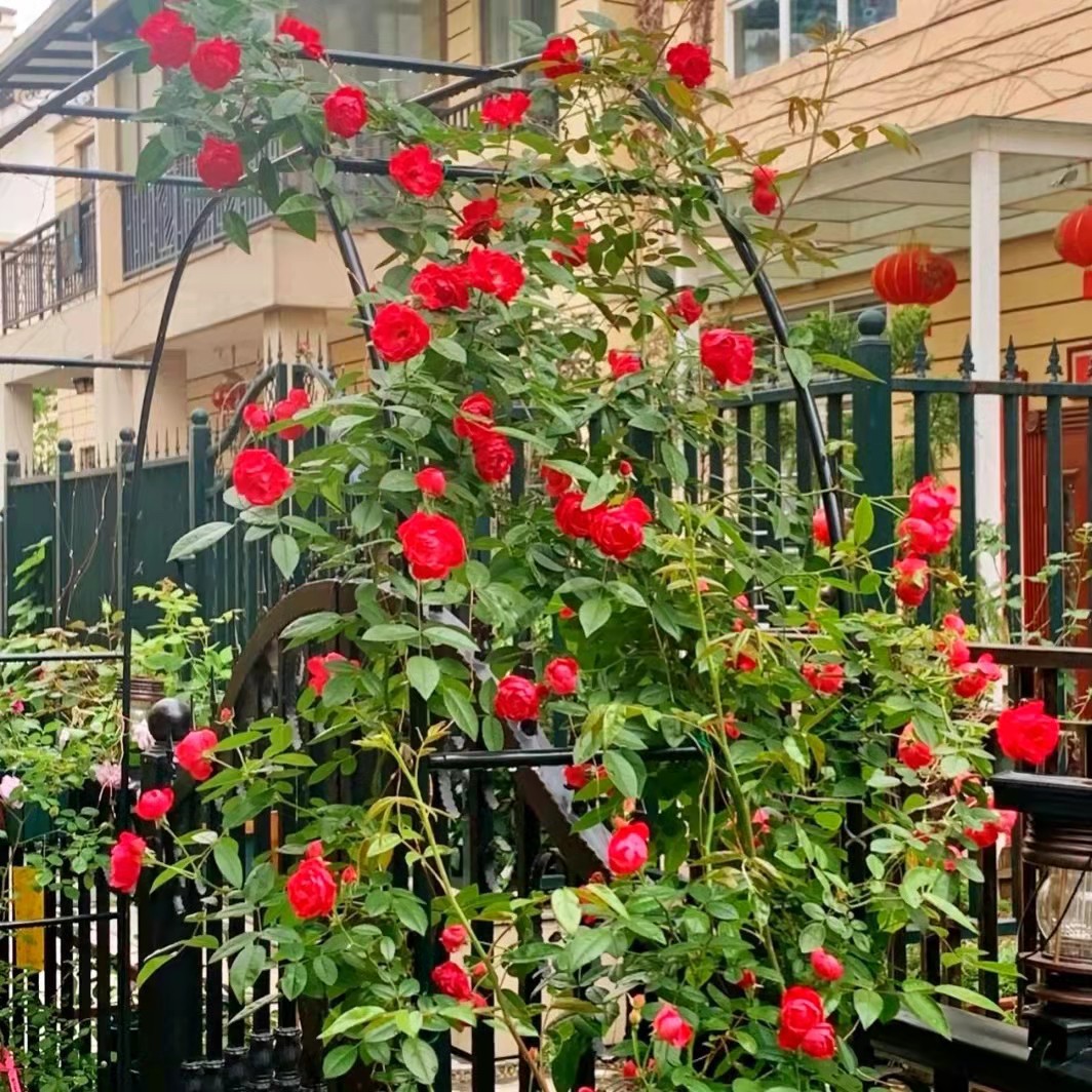 花做篱笆，蝴蝶自来，只需要在院子里种上一株爬藤植物