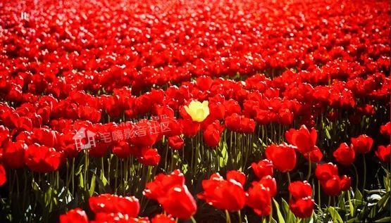 三星|SAMSUNG三星LSP9T评测：高端全色激光超短焦投影机