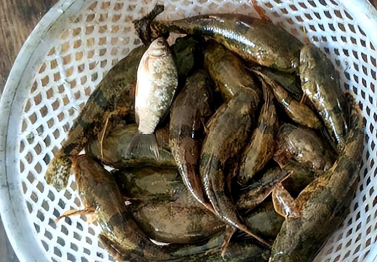 |?俗称“趴地虎”,儿时常见的小河鱼,过去没人吃,如今贵到吃不起