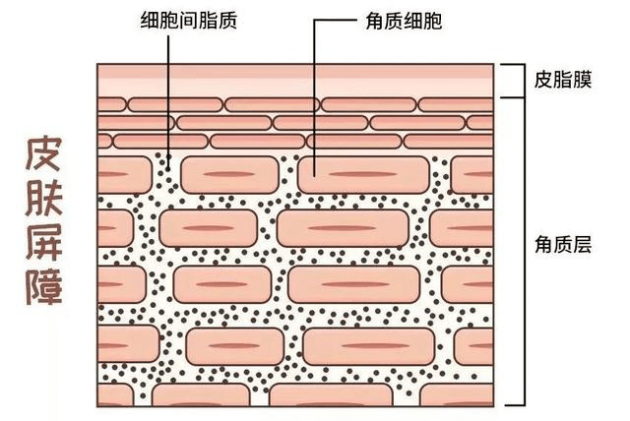 打破“以油养肤” 的传统配方，安科丽胶囊精华油以高阶油养助力品牌新突破！