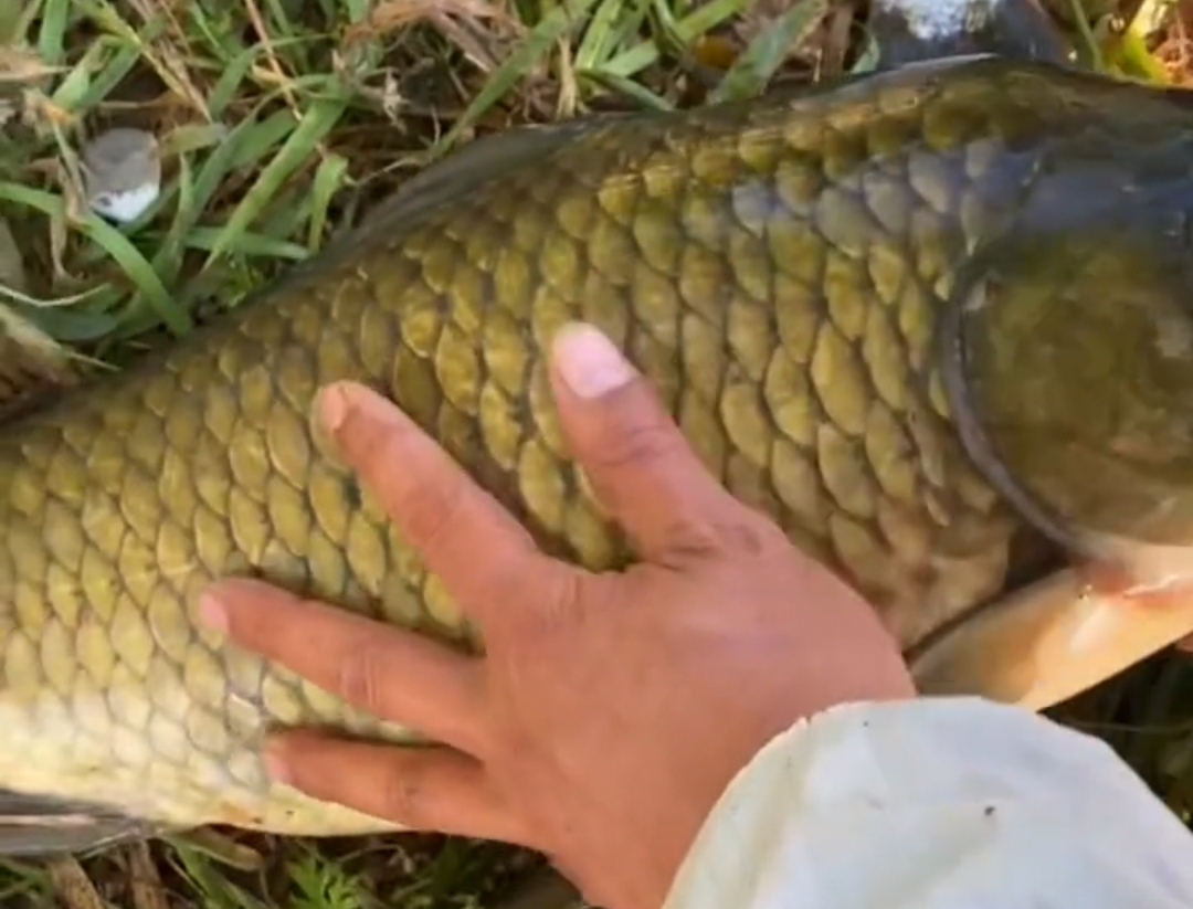 水库|鲫霸!江苏钓鱼人,水库钓起“鲫鱼王”,疑似突破生长极限了?