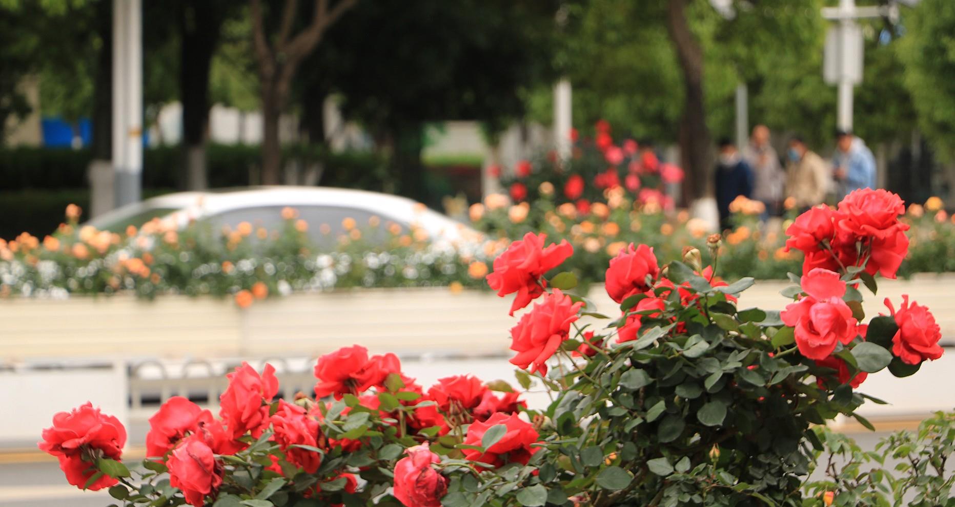 徒步|昆明街头月季花盛开，娇艳的花朵点缀出亮丽风景
