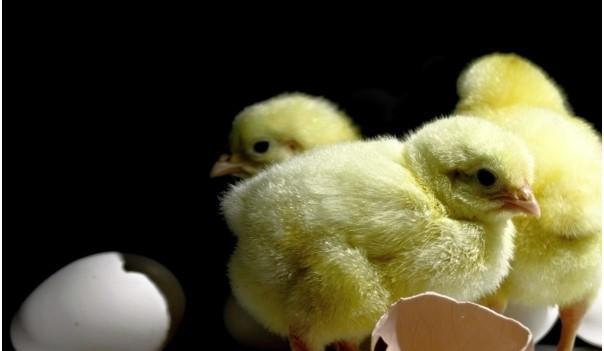 |稀奇！世界上的这18种稀奇古怪的职业之终结篇