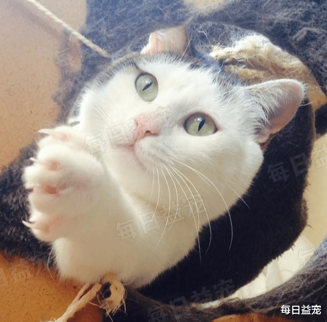 油麦菜 为猫美甲会影响终身健康?这些热门宠物“医美”,是美容还是虐待