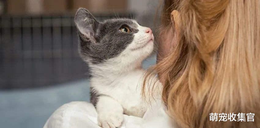 猫咪舔毛代表的意思，你一定要知道，舔主人的头发说代表头发脏？