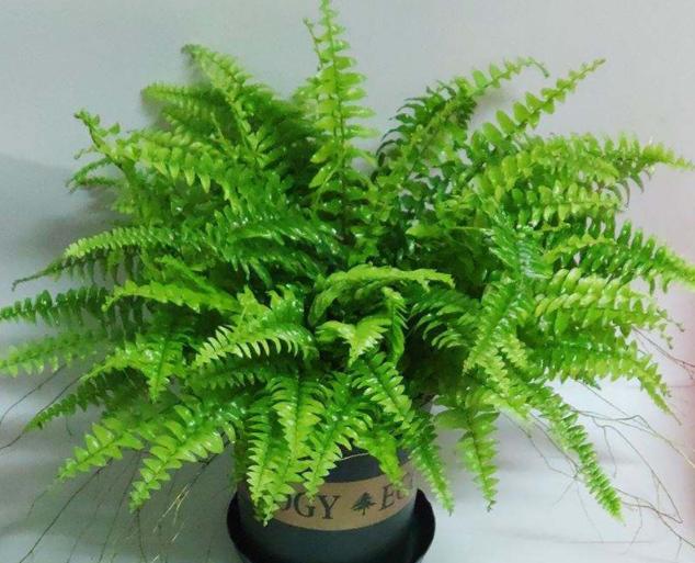 再穷也要在卫生间里养一盆“它”,角落里的臭气、潮气都给吸干净