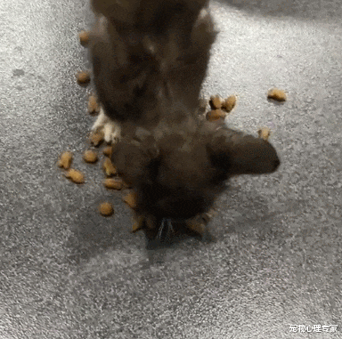 荒野的召唤 垂钓者|男子刚钓鱼不久,只听噗通一声:竟是对岸的流浪小奶猫穿河而来