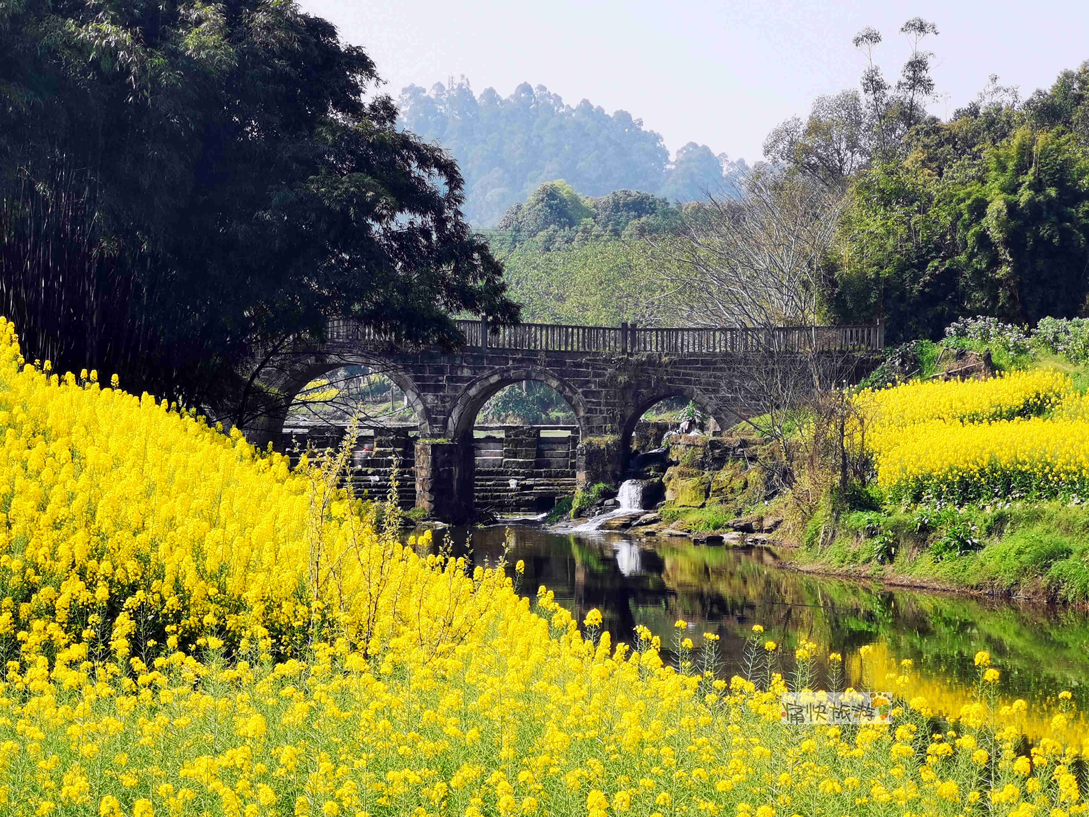 雅西高速|油菜花开，走进富顺熬溪河触摸春天的气息！