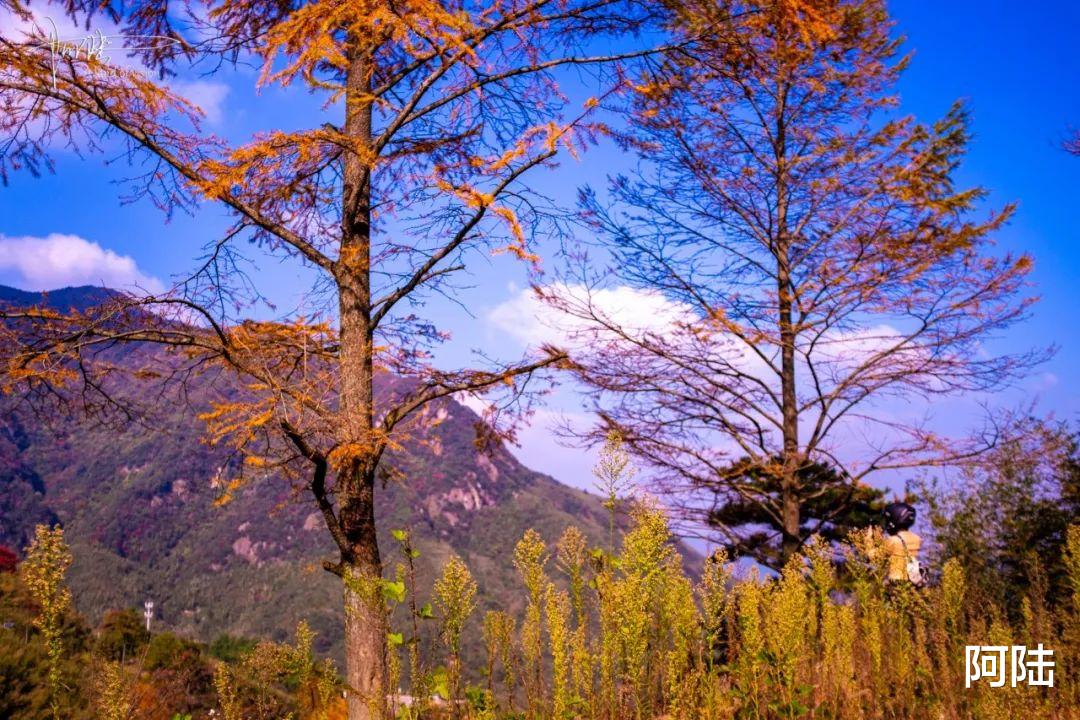 呱呱旅行社|浙江的最美秋色就在安吉九亩村，海拔800多米，紧挨着森林公园