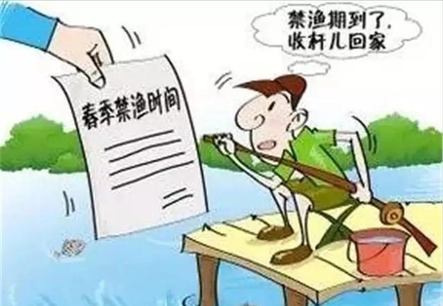 鳊鱼|适当索取！武汉一河道现大量野生鳊鱼，有人天没亮就去占位置了