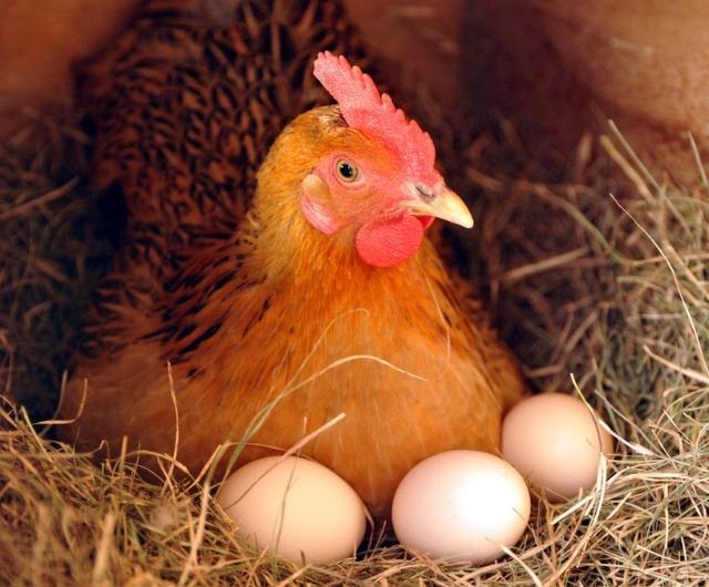 到底是先有鸡还是先有蛋？千古谜题终于有了答案