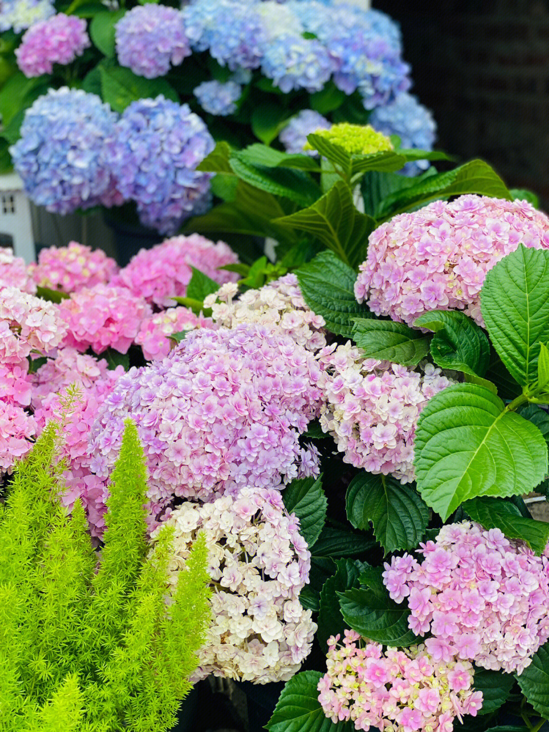 为了一个露台,买了栋顶楼的房子,建个“空中花园”,太美了!