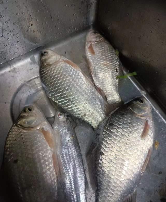 最近几次野钓鲫鱼经验分享，大小都有但一次都没走空