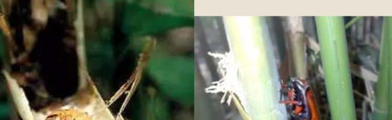 云南边境海关查获1.2吨竹虫,非法走私成吨害虫,竟只为了吃?