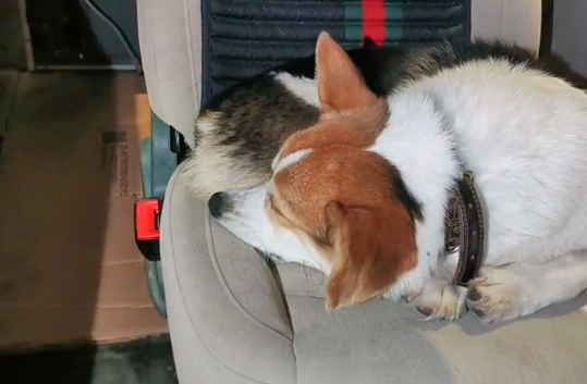 深夜独自徘徊的柯基犬，等了许久也没能等到主人，小哥：天很冷，请别抛弃它们