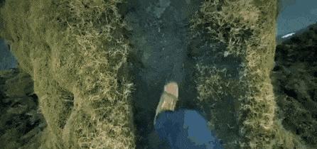 罕见有趣的真实照片:大鱼吃野果,金蝉脱壳,存活的远古生物