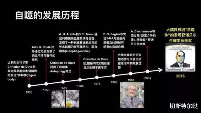 自己吃掉自己,延长寿命30年:唯一被诺贝奖证实的延寿理论