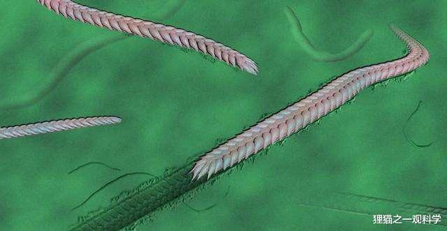 “满脑都是大便！”不是骂人的话了，科学家真在900万年前鱼头骨中，发现数百化石粪便颗粒