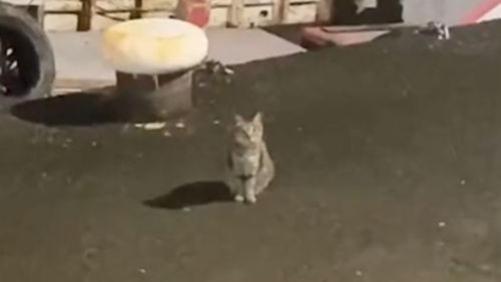 兽医|小伙夜钓遇见流浪猫讨食，一连来了3次：你让我压力很大呀