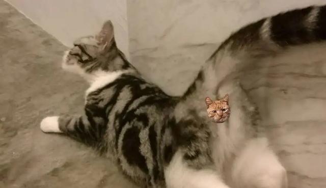 |猫最多可以做到“几世同堂”?为什么?