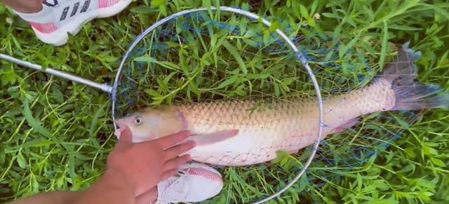 |男子野钓中10斤的大鱼,爆竿后还把自己拉下水,网友:虚荣心作祟