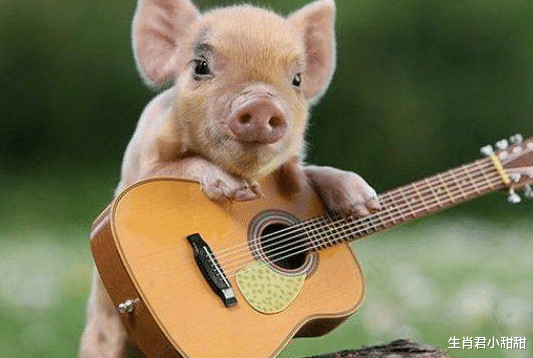 |坚持不懈努力向前，属猪人吃苦耐劳拒绝抱怨，在职场逆风而行